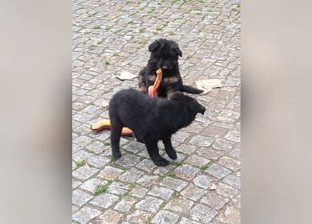 Schäferhund-Mischlingswelpen