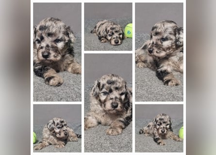 Aussiedoodle Traum ! Bezaubernde Welpen in tollen Farben aus erfahrener+überprüfter Familienaufzucht