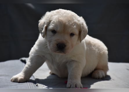 süße reinrassige Goldenretriever Welpen geboren