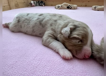 Red Merle Rüde, Australian Shepherd