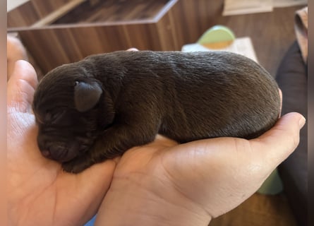 Zwei süße Rüden suchen noch ein Zuhause