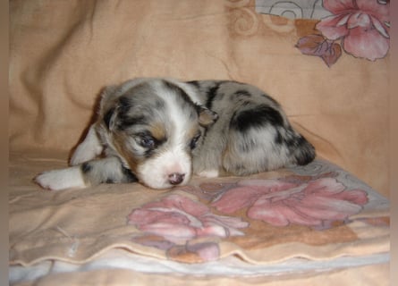 Traumhafte Mini Aussie Welpen,alle Farben, aus seriös. Zucht!
