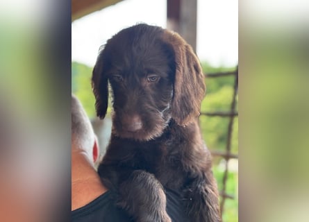 Labradoodle Welpe