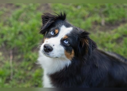 Mini/Miniature Australian Shepherd Welpen mit Papiere