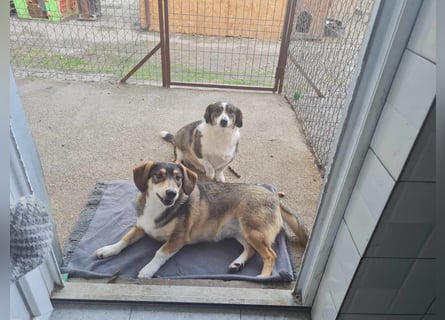 Dackelchen Mia und Emmi wollen nicht getrennt werden