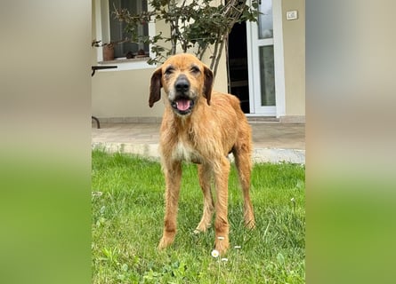 Balu: er hat ganz viel Liebe zu geben