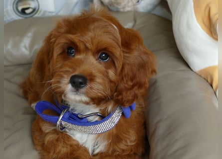 Wunderschöne Cavapoo Welpen F1 (Toypudel/Zwergpudel + Cavalier King Charles Spaniel) mit Ahnentafel