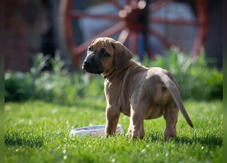 Rhodesian Ridgeback Welpen