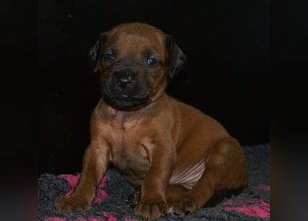 wunderschöne Rhodesian Ridgeback Welpen ! ! ! absolut vitale und einwandfreie kleine Engel