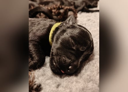 Wir planen 2026 Kerry Blue Terrier Wurf-B
