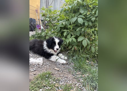 Yellow und Blue - zwei zuckersüße Aussie Zwerge 