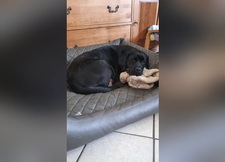 Labrador Welpen mit Ahnentafel, abzugeben ab Mitte /Ende Mai