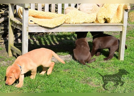 Acht reinrassige Labrador Welpen auf dem Weg in ihr neues Leben...