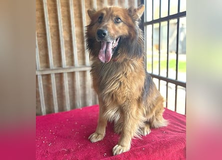 ❤️ superlieber ALFI - 1,5 Jahre, 46cm/16kg - Mischling
