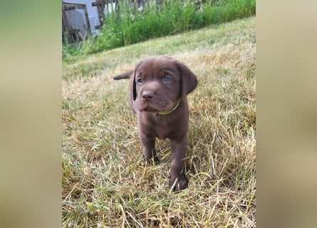 Neun zuckersüße reinrassige schokobraune Labrador-Welpen suchen ein liebevolles neues Zuhause!