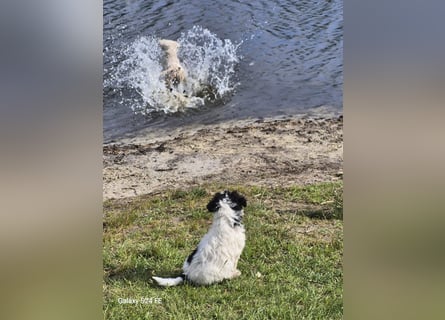 Spanische Wasserhund Welpen reinrassig