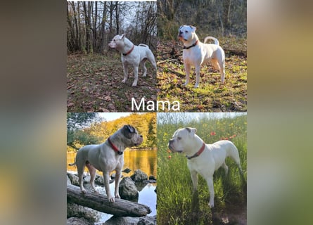American Bulldog Welpen