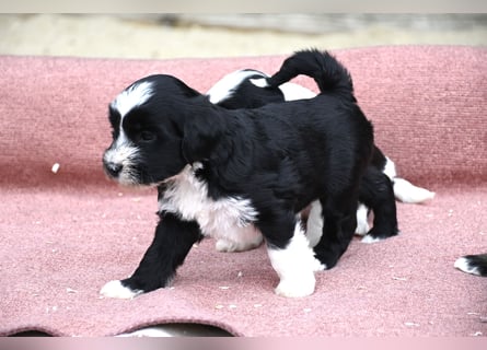 bezaubernde Tibet Terrier Welpen aus liebevoller Zucht dürfen Ende Juli ausziehen..