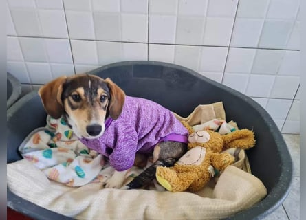 Dackelchen Mia und Emmi wollen nicht getrennt werden