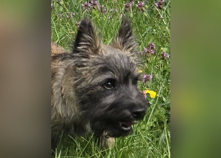 Lustige Kobolde / Cairn Terrier suchen ein Zuhause