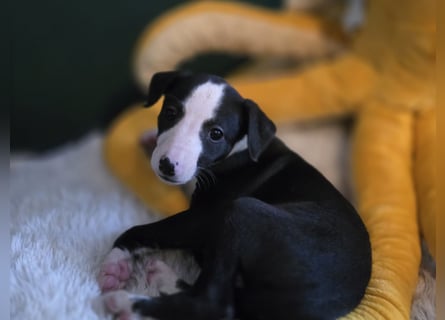 Whippet - 1 Rüde und 1 Hündin sind noch auf der Suche nach liebevollen Händen.