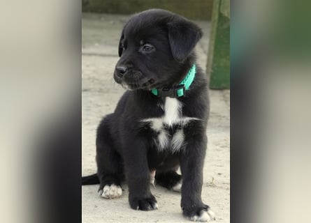 Australian Shepherd Labrador Welpen Aussiedor