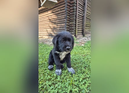 Labrador Akita