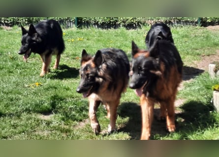 Langstockhaar Schäferhund  Rüde