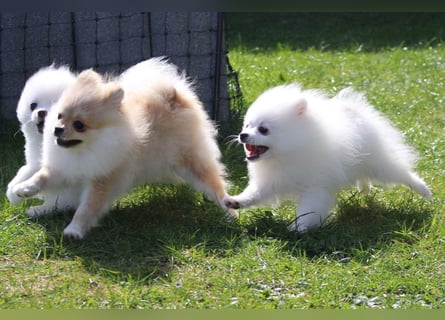 Zwei kleine Eisbären Zwergspitz Pomeranian suchen Kuschelpartner
