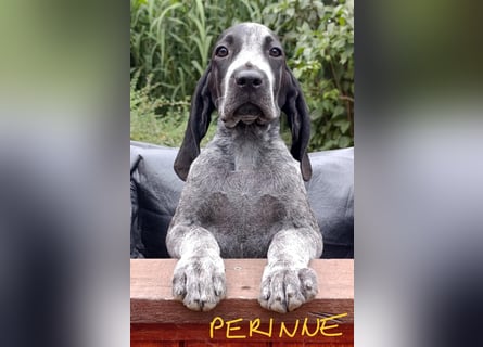Braque d'Auvergne (Auvergne Vorstehhund) Welpe