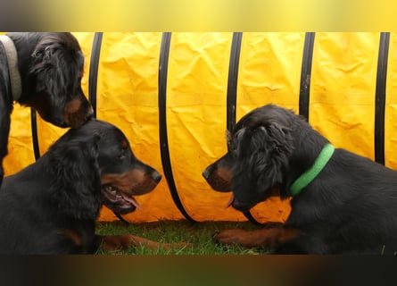 2 liebenswerte Gordon Setter aus Liebhaberzucht suchen Kuschelpartner