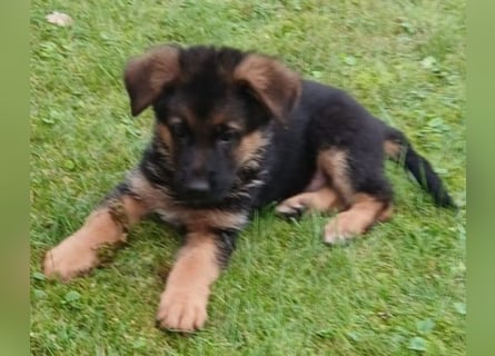 Schäferhund-Welpen 1 Rüde, 8 Hündinnen zu verkaufen