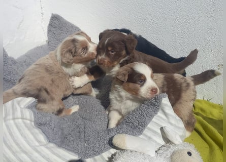 Hübsche Aussie Welpen
