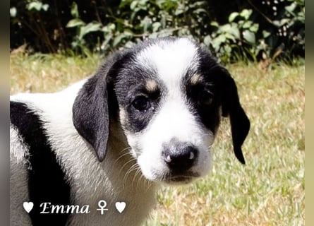 Eckie, Emma, Enya und Erin suchen ihre Familien ab Oktober