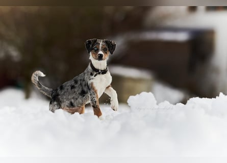 Wunderschöne Australien Shepherd Border Collie Welpen