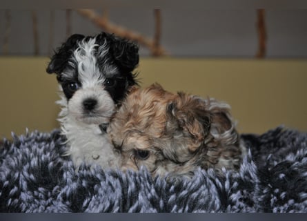Wunderschöne Yorkipoo Welpen in Sonderlackierung