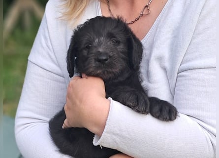 Labradoodle Welpen