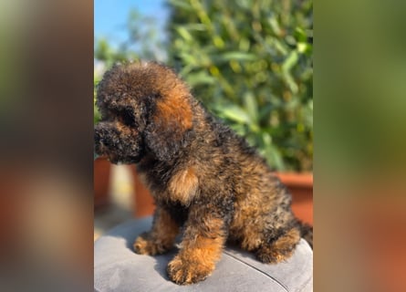 Cavapoo welpen