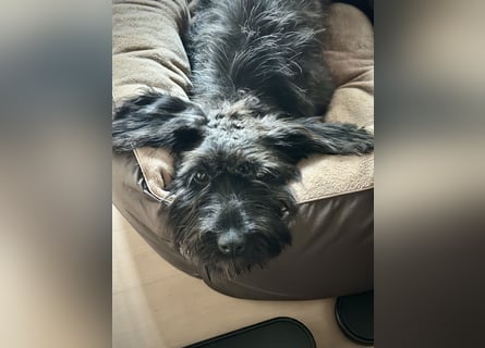 "Pumi“ – junge Schnauzer-Pumi-Mix Hündin sucht ländliches Zuhause