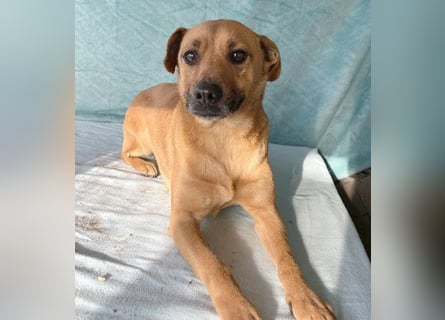 (R) ❤️ liebenswerte MONA - 2 Jahre, 40cm/12kg - Mischling Typ Pinscher