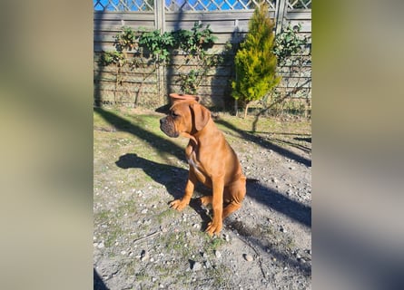 Wunderschöne Boxerwelpen!