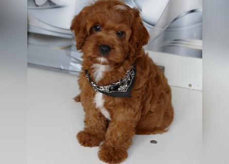 Wunderschöne Cavapoo Welpen F1 (Toypudel/Zwergpudel + Cavalier King Charles Spaniel) mit Ahnentafel