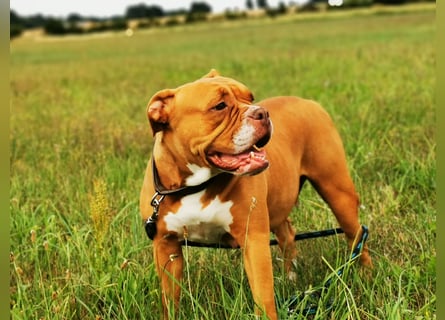 Old Englisch Bulldog /  Bully Welpen Hündin !