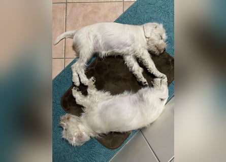 Weiße Zwergschnauzer Welpen nicht haarend reinrassig
