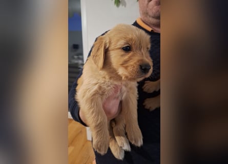 Golden Retriever Welpen