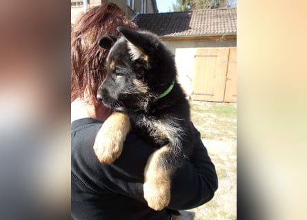 DSH Welpen Anfang April abzugeben