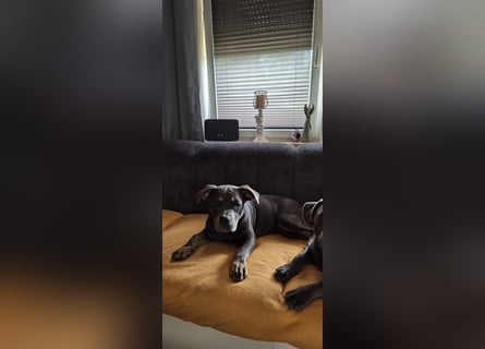 Süße Labradorwalmaraner/ American bully (pocket) Mix