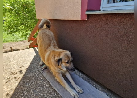 Lissy – Würdevolle Wächterin mit Herz