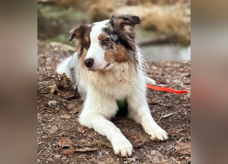 Alfred - ein besonderer Hund sucht seinen speziellen Menschen - Tierhilfe Franken e.V.
