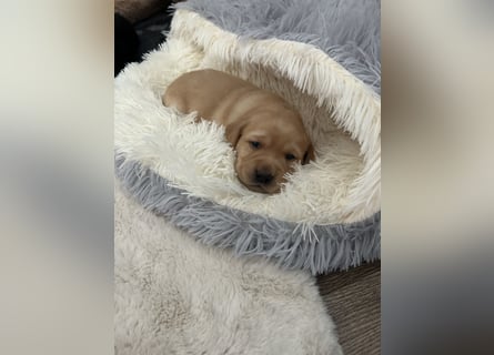 Reinrassige Labrador Welpen m.P. aus liebevoller Zucht